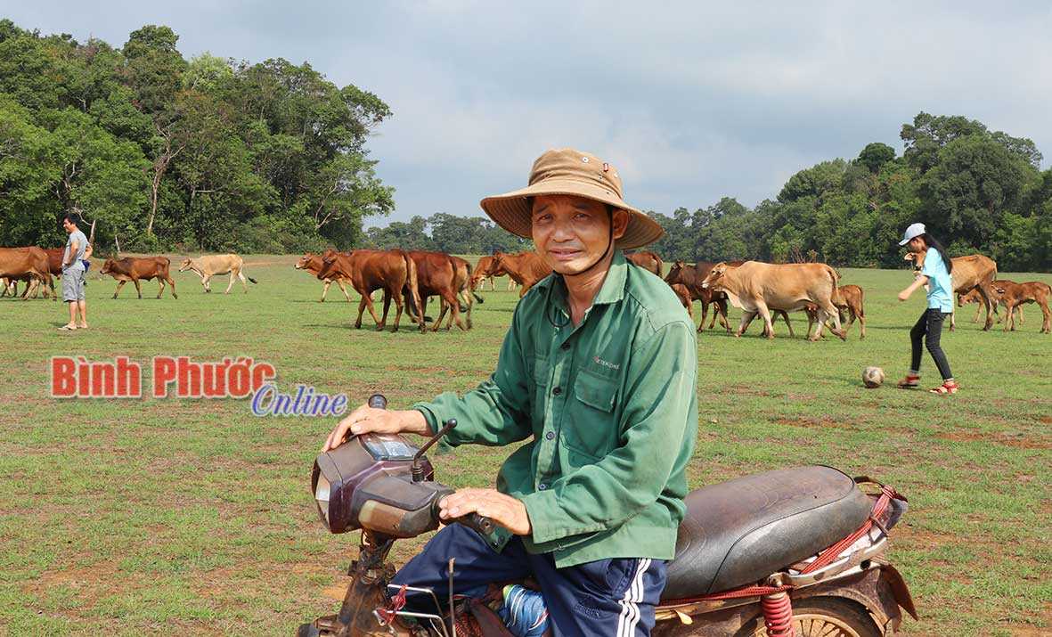 Thoát nghèo nhờ nuôi bò Thoát nghèo nhờ nuôi bò