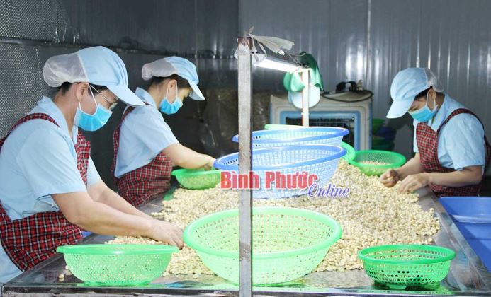 Xây dựng ngành điều Bình Phước có thương hiệu và uy tín