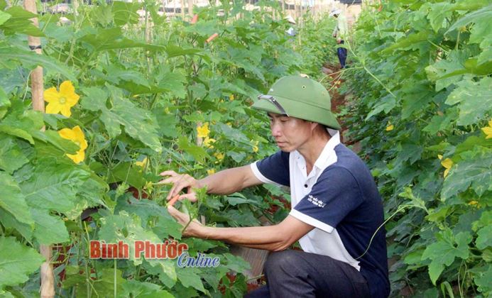 Phát triển kinh tế từ cây ngắn ngày