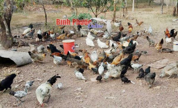 Sau tết, nông dân thận trọng tái đàn Sau tết, nông dân thận trọng tái đàn