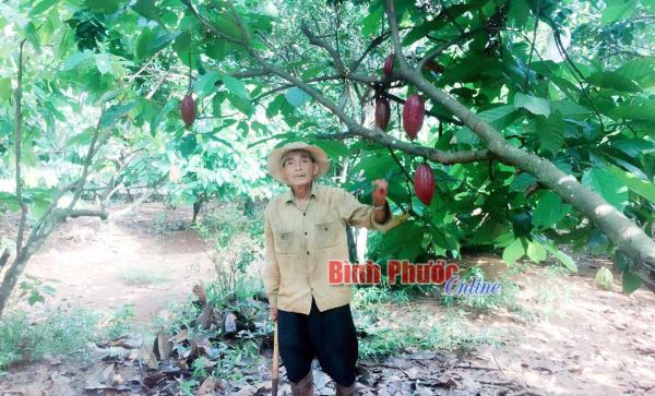 CCB phát huy hiệu quả các câu lạc bộ làm vườn