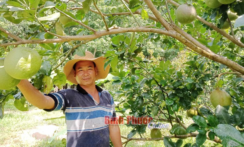 Vườn bưởi đổi thay khi có điện lưới