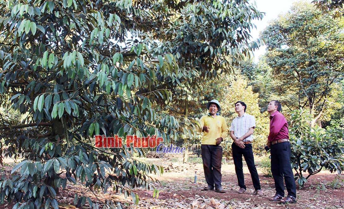 Sản xuất trái cây an toàn VietGAP Sản xuất trái cây an toàn VietGAP