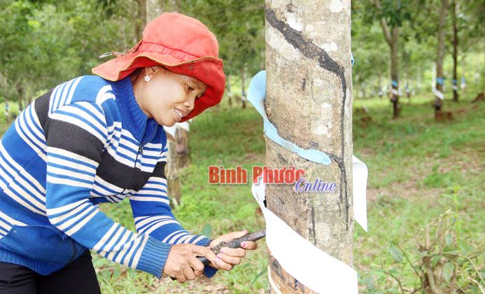 Bức tranh đa sắc vùng DTTS Bù Ðăng