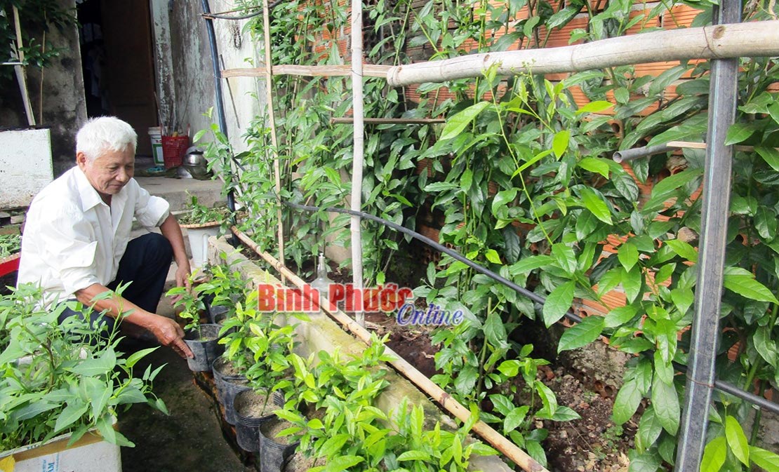 Cây xạ đen ở Bình Phước Cây xạ đen ở Bình Phước