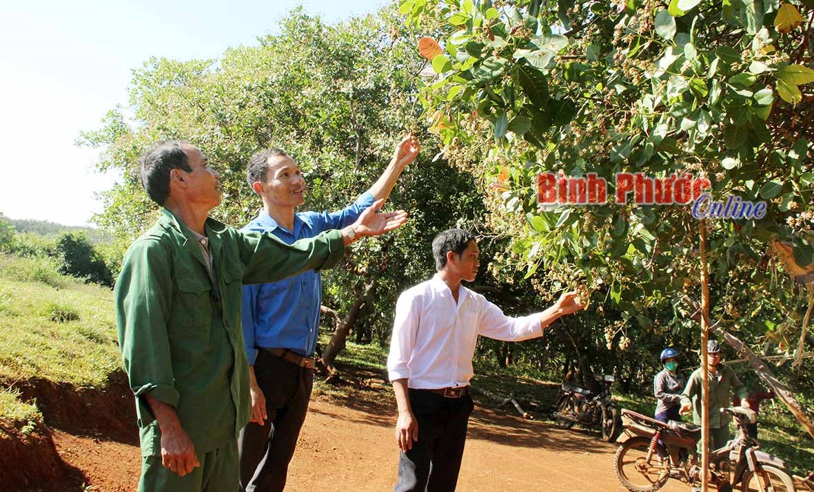 Nhà nông kể chuyện trồng điều Organic