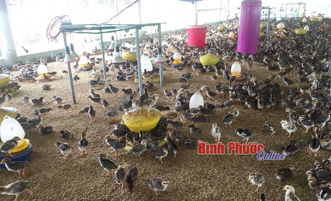 Gà thả vườn Thanh Lương khẳng định được thương hiệu