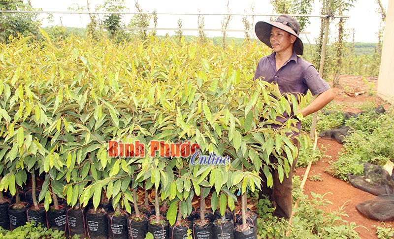Nghĩa Bình: Nhiều hộ chạy đua với cây sầu riêng