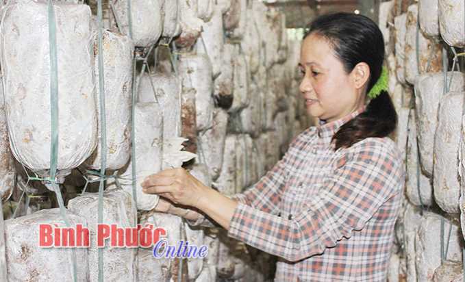 Thành công nhờ trồng nấm Thành công nhờ trồng nấm