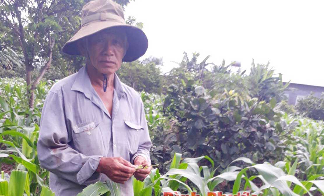 Nhiều vườn trồng bắp ở Đồng Phú bị sâu keo gây hại Nhiều vườn trồng bắp ở Đồng Phú bị sâu keo gây hại