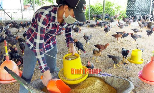 Đồng Phú chú trọng phát triển chăn nuôi Đồng Phú chú trọng phát triển chăn nuôi