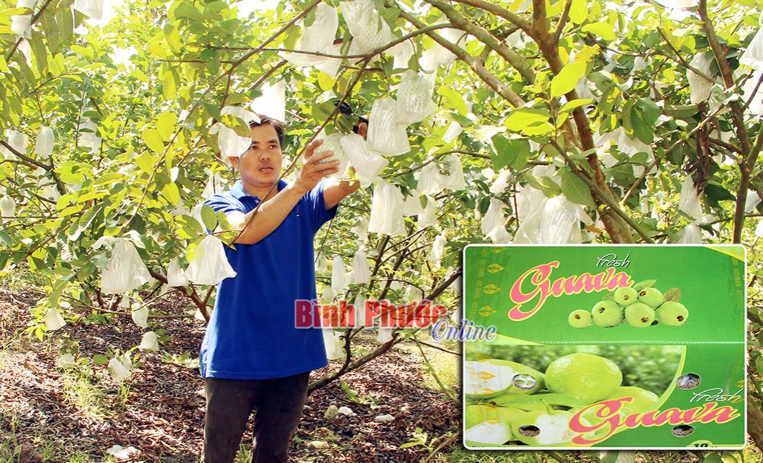 Trái ổi xuất ngoại Trái ổi xuất ngoại
