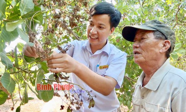 Bọ trĩ gây hại cây điều ở Bù Gia Mập Bọ trĩ gây hại cây điều ở Bù Gia Mập
