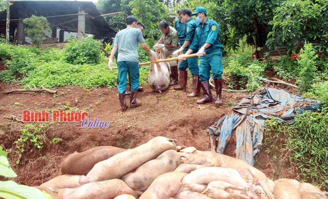 Phát triển đàn heo để sớm bình ổn giá Phát triển đàn heo để sớm bình ổn giá