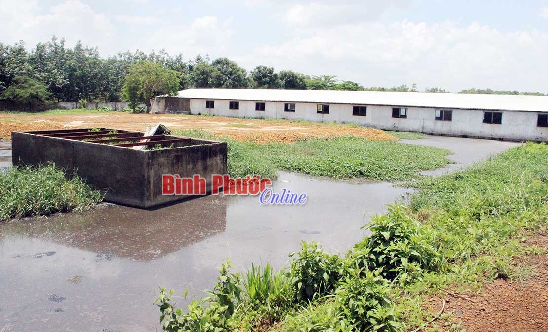 Phản hồi thông tin ô nhiễm môi trường ở trại heo An Phú Khánh