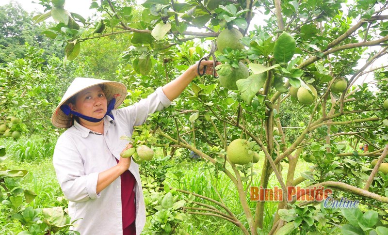 Cùng nhà nông làm giàu