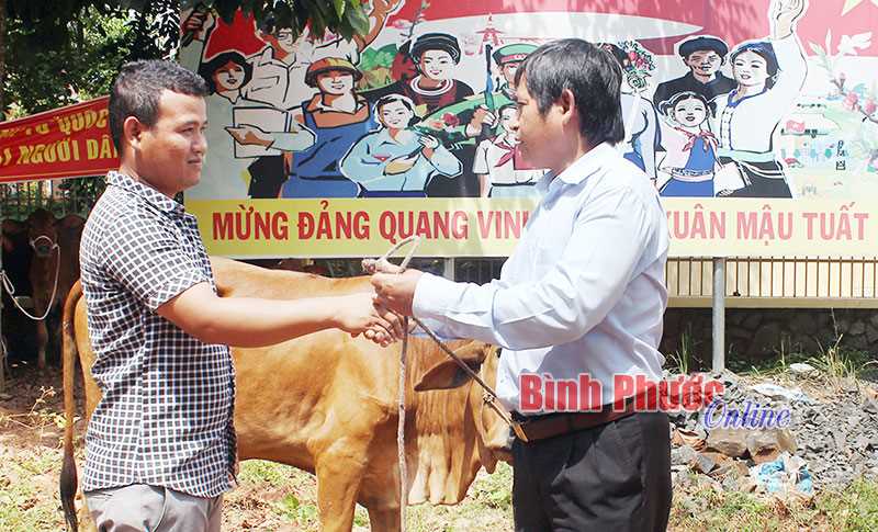20 hộ DTTS nghèo xã Lộc Quang được cấp bò sinh sản