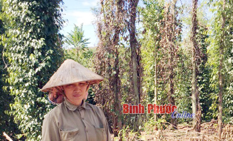 Thêm giải pháp phòng trừ bệnh trên cây tiêu Thêm giải pháp phòng trừ bệnh trên cây tiêu