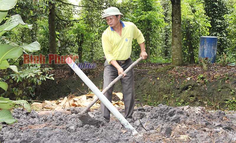Thêm 2 đàn gia súc dương tính dịch tả lợn châu Phi