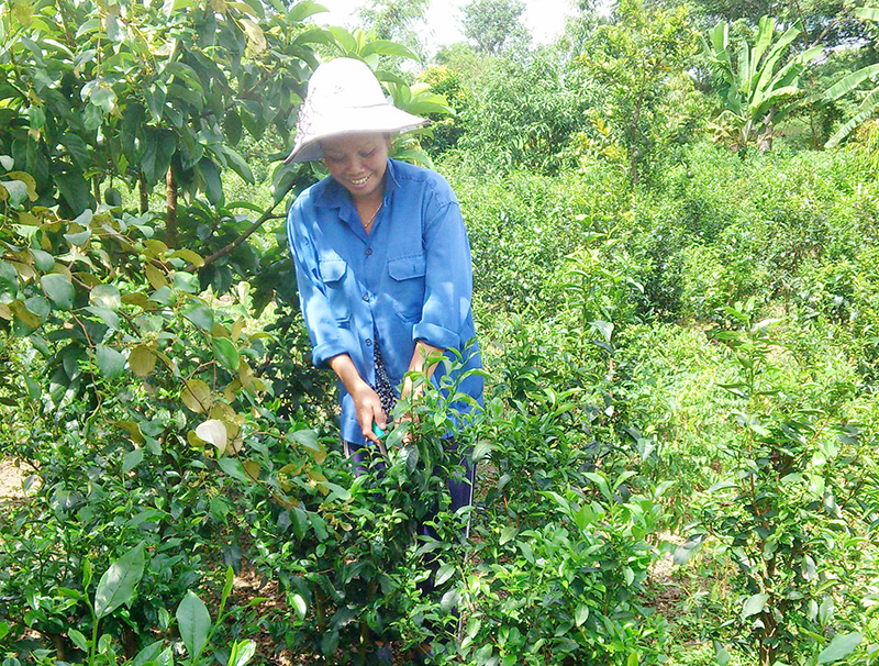 Ít đất thì trồng xen chè xanh Ít đất thì trồng xen chè xanh