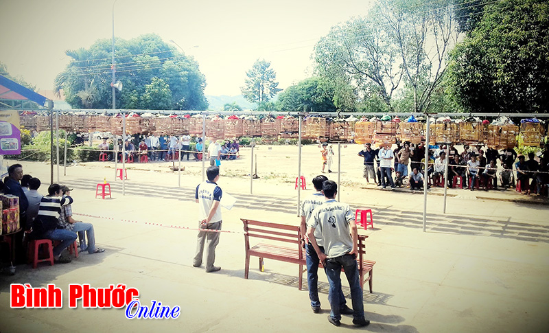Hội thi chim chào mào đấu hót huyện Bù Đăng