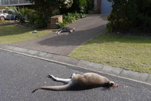 kangaroo03102019084111.jpg