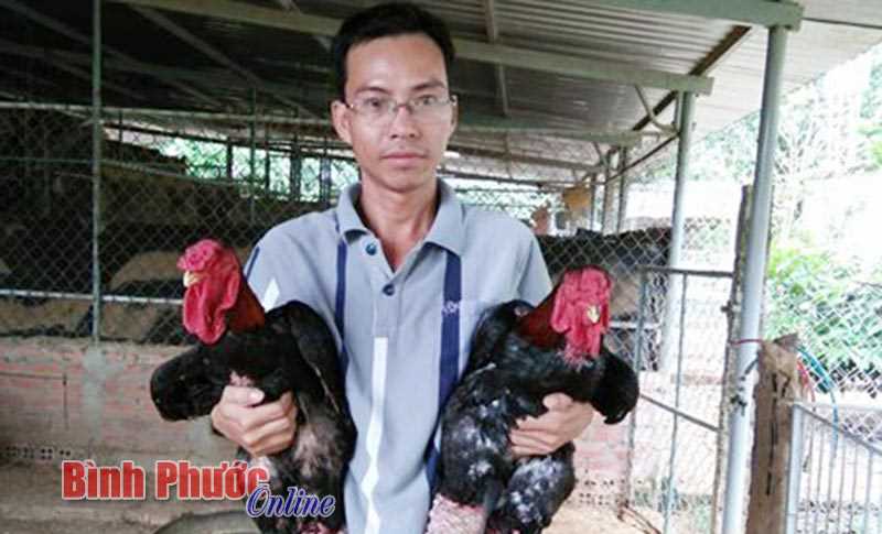 Khá lên từ nuôi gà Đông Tảo Khá lên từ nuôi gà Đông Tảo