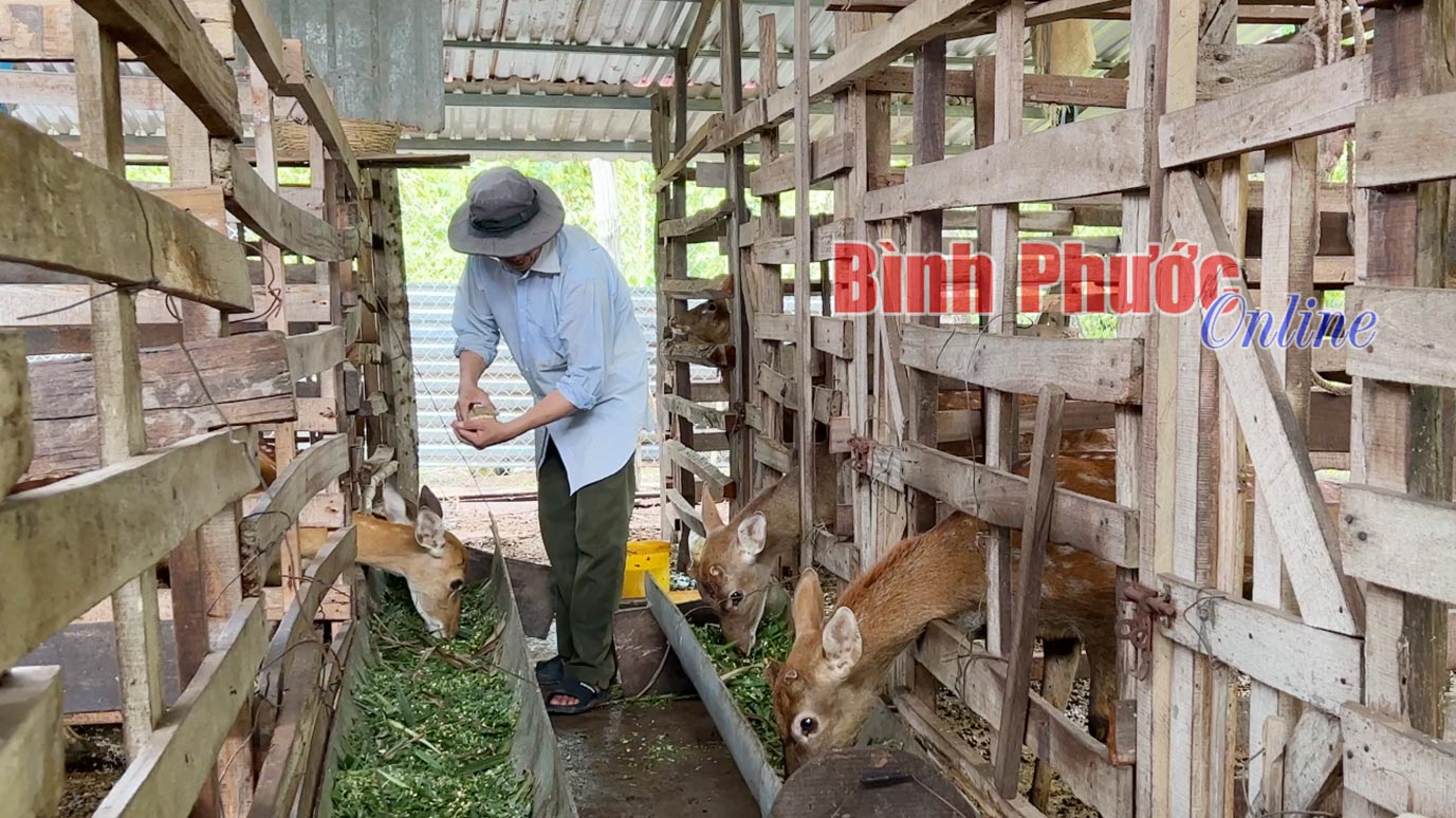 Khởi nghiệp từ nuôi hươu lấy nhung