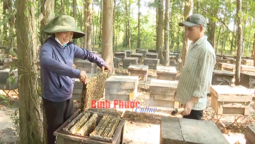 Khởi nghiệp từ nuôi ong Khởi nghiệp từ nuôi ong