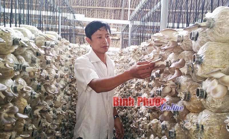Khởi nghiệp từ nấm bào ngư