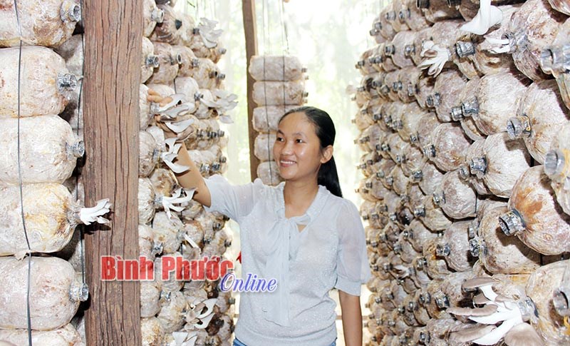 Khởi nghiệp từ trồng nấm sạch