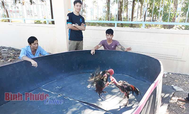 Khó khăn trong đấu tranh tệ nạn đá gà vùng giáp ranh Khó khăn trong đấu tranh tệ nạn đá gà vùng giáp ranh