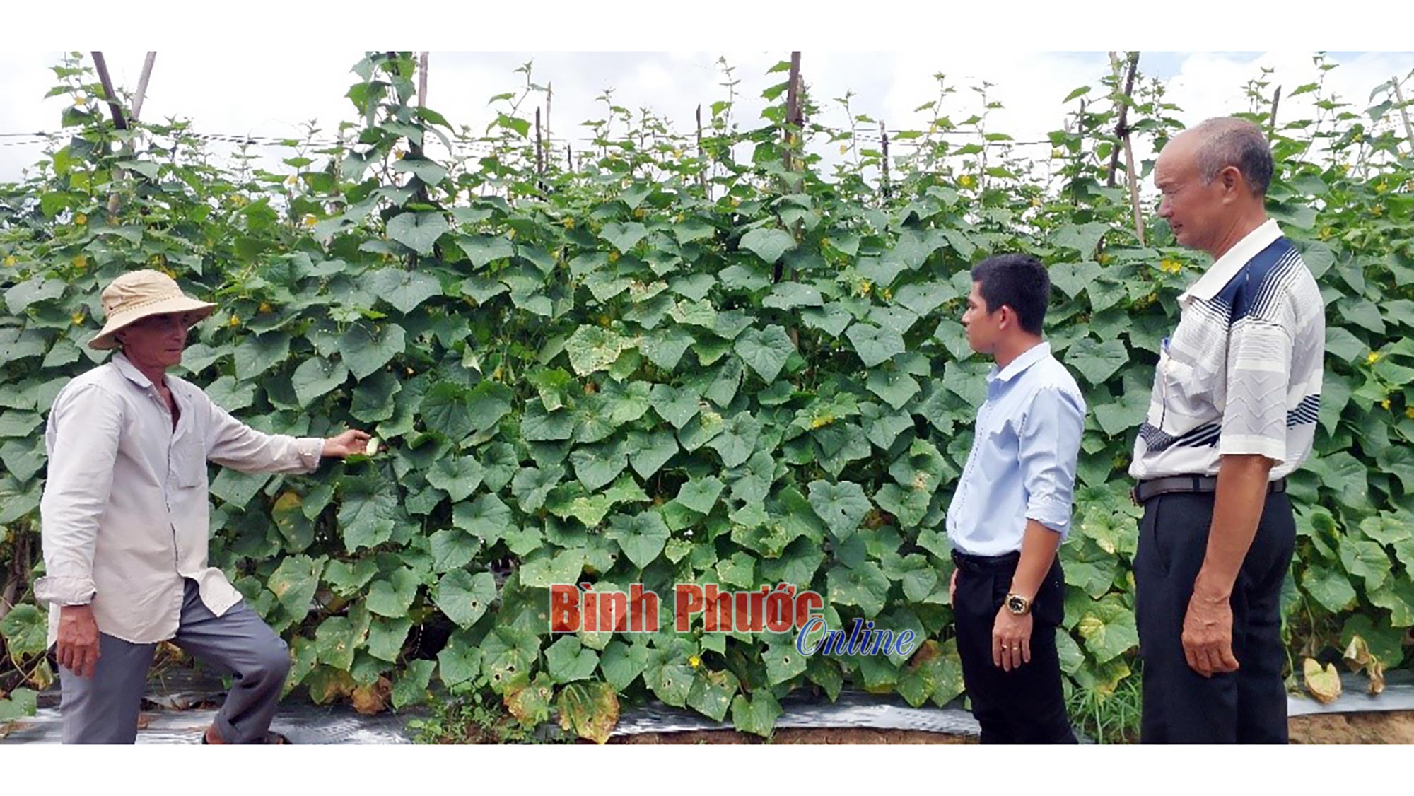 Không cho đất nghỉ Không cho đất nghỉ