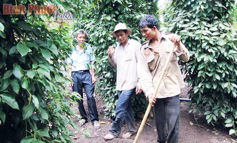 Không nên làm bồn cho hồ tiêu