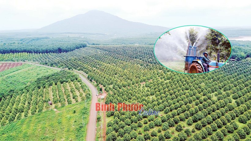 Khúc tráng ca nông nghiệp Bình Phước Khúc tráng ca nông nghiệp Bình Phước