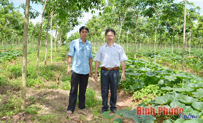 Kiếm tiền từ xen canh trong vườn cao su của Vketi Kiếm tiền từ xen canh trong vườn cao su của Vketi