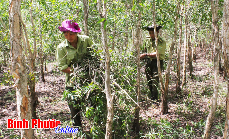 Kinh nghiệm phòng chống cháy rừng ở Bù Đốp