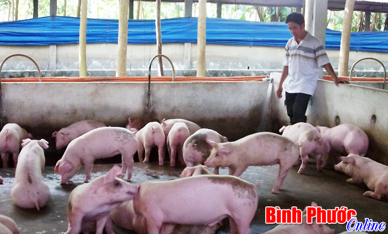 Kinh tế trang trại ở Chơn Thành cần hướng đi bền vững