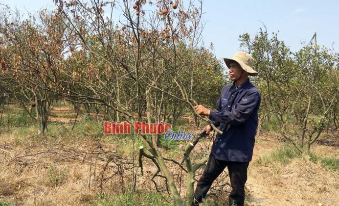 Nông dân Lộc Thịnh “rát” vì nắng hạn