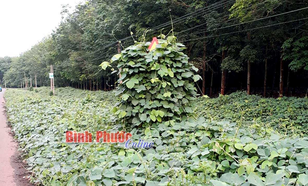 Biển báo nguy hiểm bị dây leo bao quanh