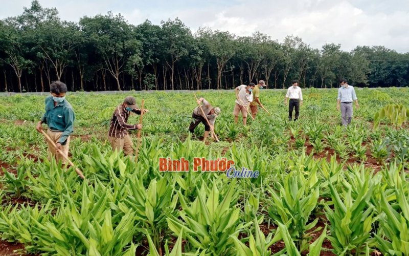 Kỳ vọng từ cây nghệ bọ cạp