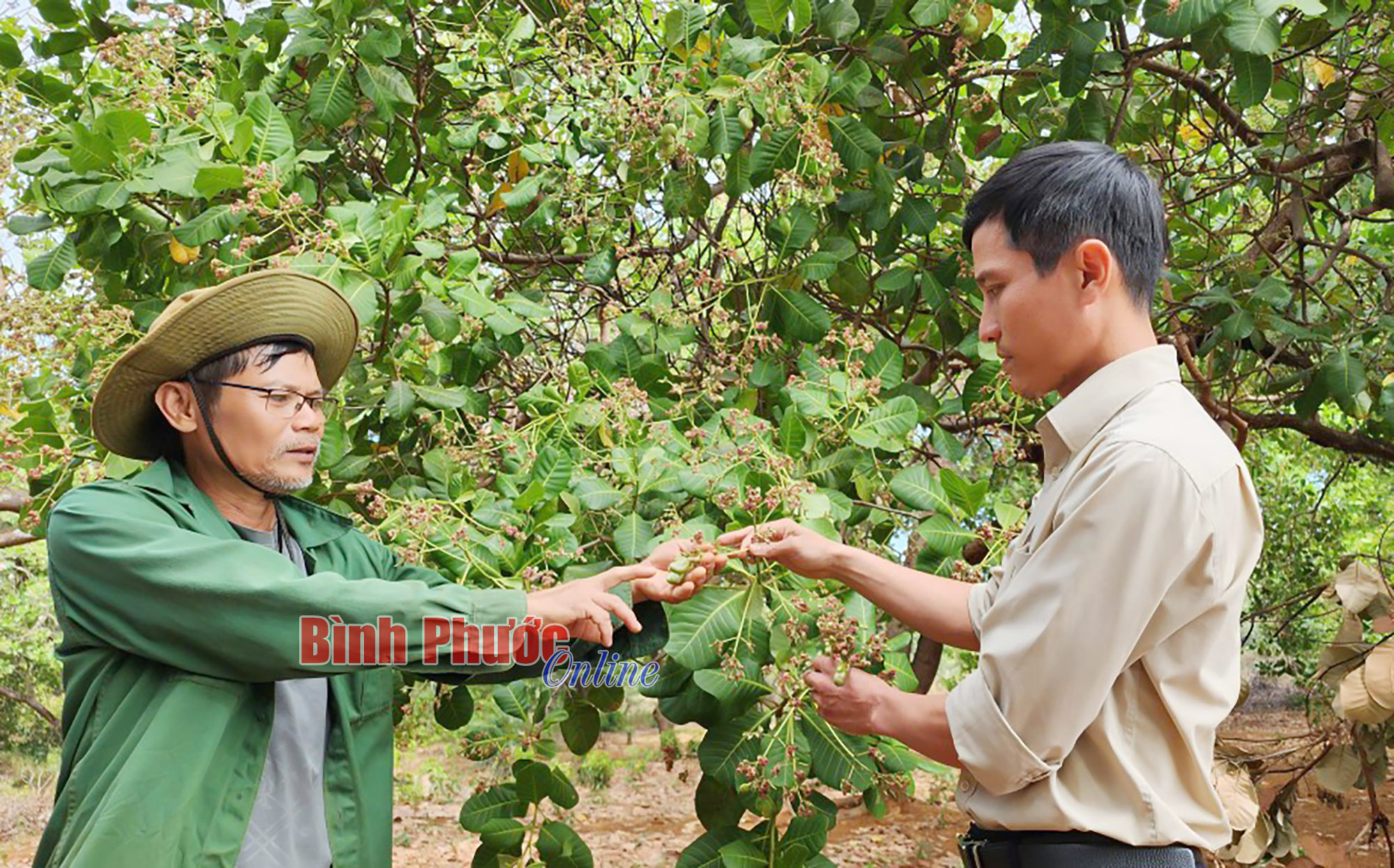 Kỳ vọng vụ điều bội thu