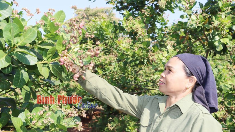 Kỳ vọng vụ điều bội thu Kỳ vọng vụ điều bội thu