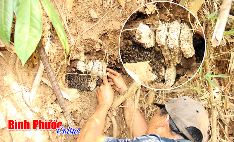 Ký sự: Săn mật ong bọng đất