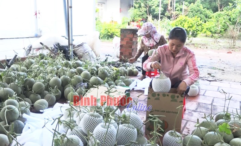 Mùa dưa lưới ngọt