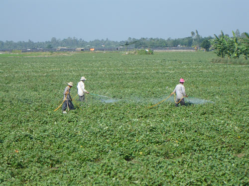 lakhoai.jpg