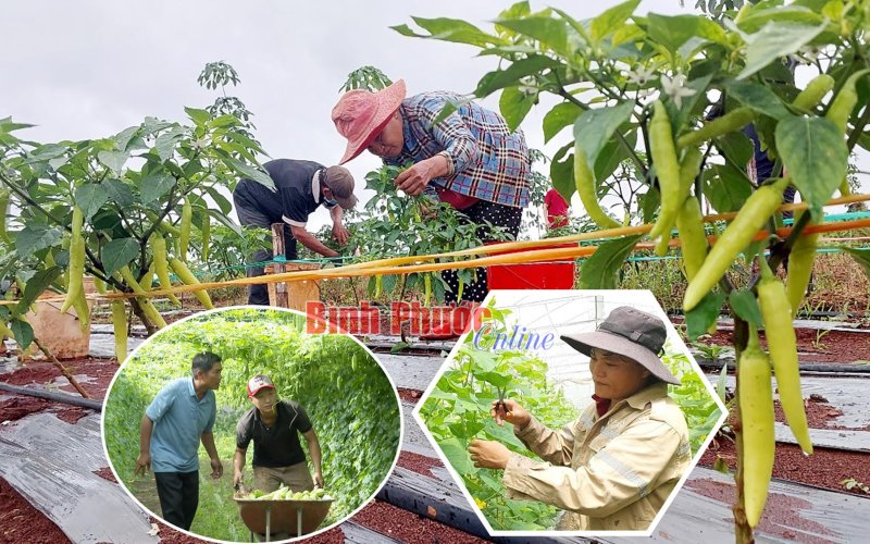 Làm giàu từ cây ngắn ngày Làm giàu từ cây ngắn ngày