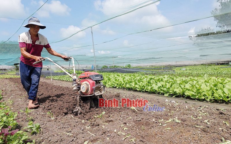 Làm nông giữa phố
