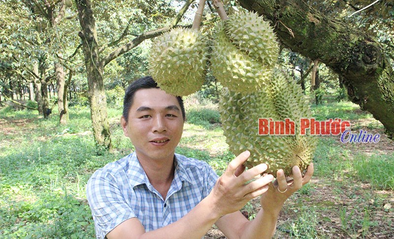 Làm gì để sầu riêng Bàu Nghé vươn xa? Làm gì để sầu riêng Bàu Nghé vươn xa?