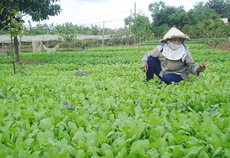 Làm giàu từ 6 sào đất Làm giàu từ 6 sào đất